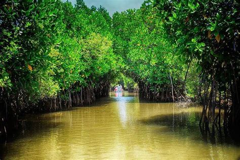 With an area of about 40,000 hectares (about 154 square miles), the reserve is the largest tract of mangrove forests in peninsular malaysia. Indian Tidal or Mangrove Forests | Mangrove forest ...