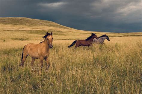 Izan Petterle National Geographic Brazil Staff Photographer Horses