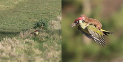 “unlikely aerial duo” woodpecker takes weasel for a ride in extraordinary encounter interesting