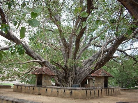 Sacred Bo Tree Ficus Religiosa Resplendent Sri Lanka Pinterest