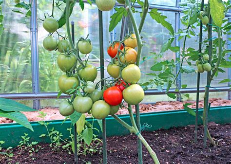 Growing Tomatoes In A Polycarbonate Greenhouse The Secrets Of Planting
