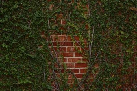 How To Grow Ivy On Brick Ehow Garden Vines Trellis On Brick Wall