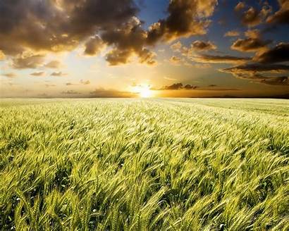 Wheat Field Dios Tres Cristo Libres Sunset