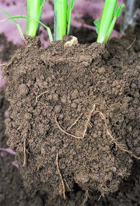Did great in the dirt, but struggling in the heavy clay under the dirt. Moisture matters! What's the impact of water thresholds ...