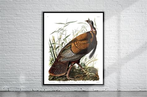 beautiful vintage audubon wild turkey print wildlife print etsy