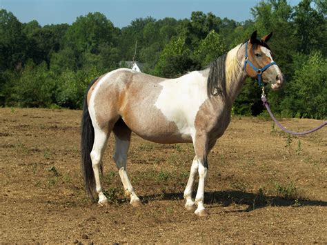 A dna roan zygosity test has now been developed in usa which will make determination of dilute and double dilute roans a much easier task. Announcement re Roan/Tobiano's! | Color Genetics