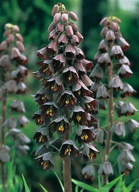 Find best fritillaria wallpaper and ideas by device choose through a wide variety of fritillaria wallpaper, find the best picture available. Adorable Fritillaria Persica Flowers - DesiComments.com