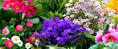 Gratis per usi commerciali attribuzione non richiesta senza copyright. I SETTE FIORI PRIMAVERILI PER ECCELLENZA - Arturo Store