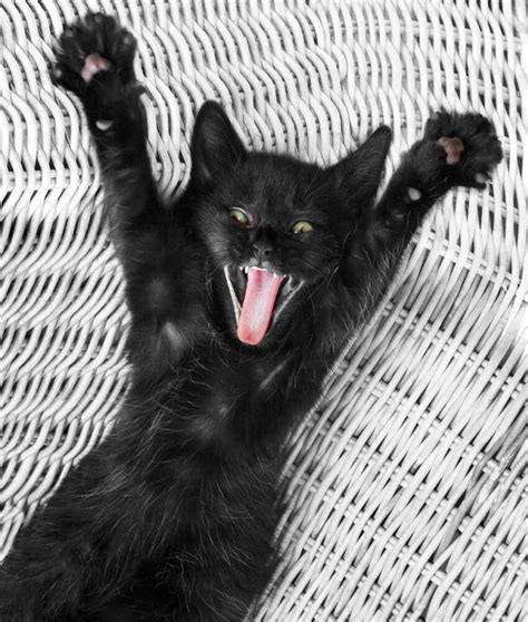 Funny Black Cat Greeting Card Black And White Photography Congratulations