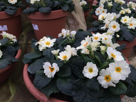 Primulas Now In Stock Thirsk Garden Centre