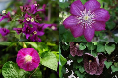 Vine with purple flowers arizona. 9 Best Climbing Plants and Vines with Purple Flowers ...