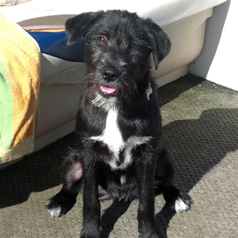 Black lab mixed breed dog with orange collar profile. Camp Chat: Dogs and Darren O'Day - Dallas Texas Rangers ...