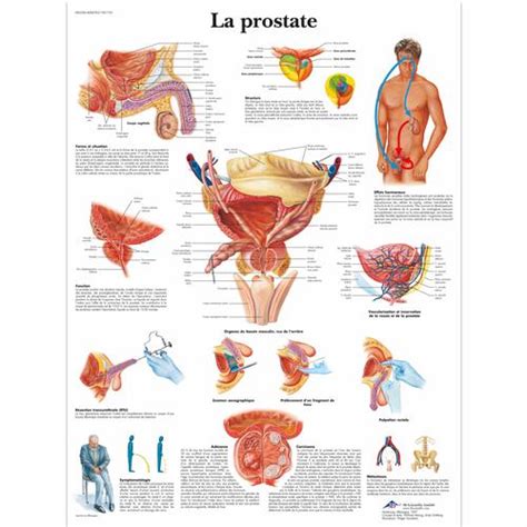 La Prostate B Scientific Vr Uu Urinary System