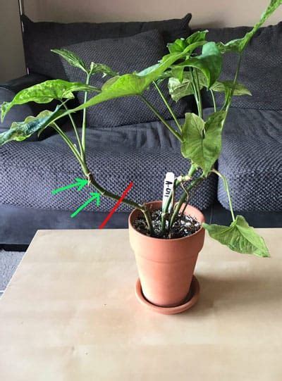 One of the easiest ways to propagate dutchman's pipe vines is from seeds. propagating arrowhead vine in 2020 | House plant care ...