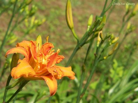 Orange Lily Like Flower Needs Id Flickr Photo Sharing