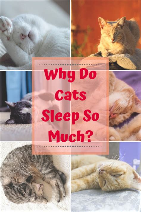 There are a few factors influencing how long a cat sleeps, age being one of the most important ones. Why Do Cats Sleep So Much? | Cat sleeping, Cats, Cat love