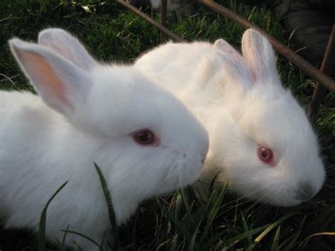 The breed originated in california, possibly from rabbits imported from new zealand. Ready for Rabbits