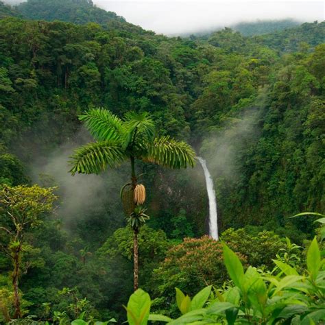 4 Motivos Do Porque A Amazônia é Vital Para O Mundo Fotos Da Floresta