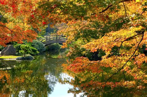 Fall Foliage - Japanese Garden | Fall colors are about to pe… | Flickr