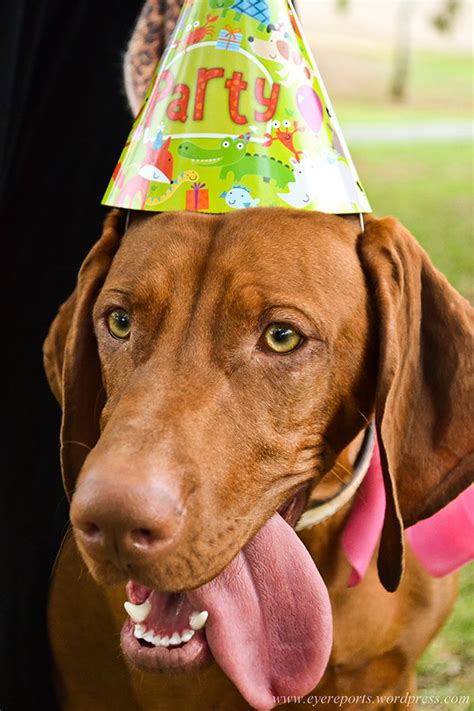20 Party Animals That Love To Celebrate