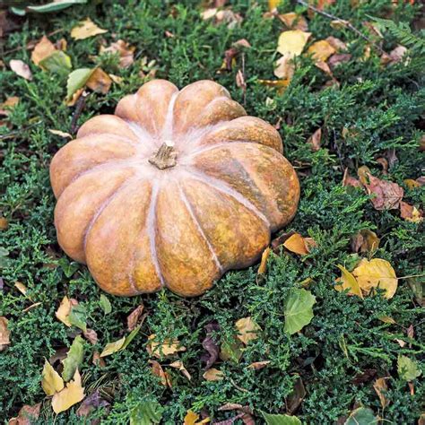 Musquée De Provencefairy Tale Pumpkin Seeds Terroir Seeds
