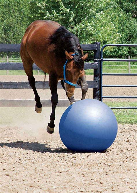 Stacy Westfall Medium Activity Horse Ball Toy Weaver Leather Training