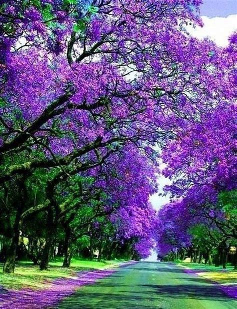 As well as the trees listed above, there are many other beautiful autumn foliage trees to choose from. Jacaranda Street, Sydney, Australia. | Beautiful nature ...