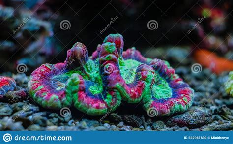 Fluorescent Green And Purple Coral Reef On Sea Bedrock Stock Photo