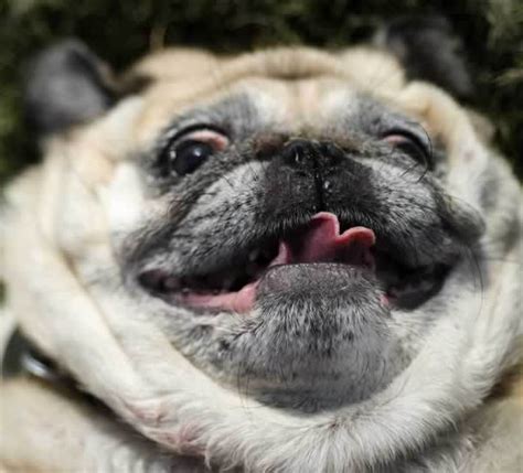 Funniest Pug Video Archives 3 Million Dogs