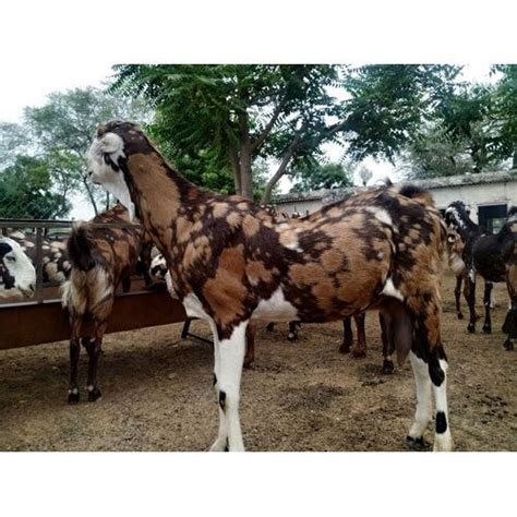 Sirohi Goats Wholesale Price And Mandi Rate For Devgarhi Goat