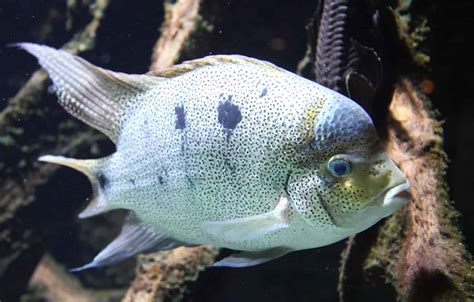 White Cichlid Paraneetroplus Argenteus Ultimate Care Guide Fish