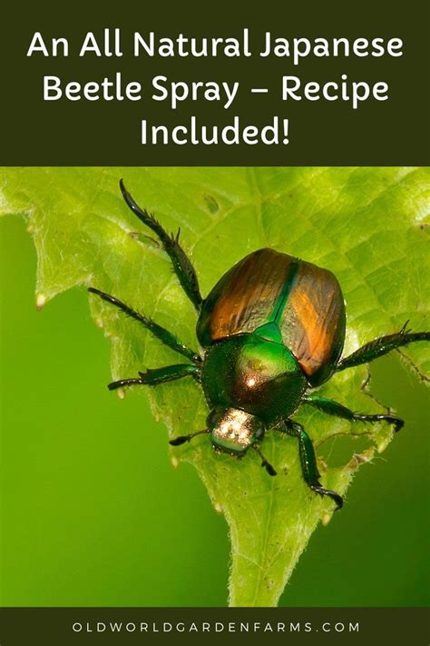 An All Natural Japanese Beetle Spray Recipe Included In 2021