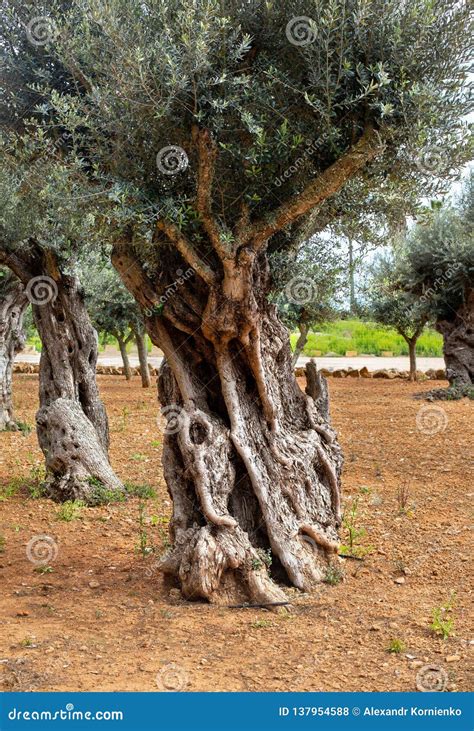 Old Olive Tree Trunk Stock Photo Image Of Plant Grove 137954588