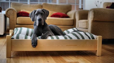 Elevated Dog Beds For Large Dogs Bed Design
