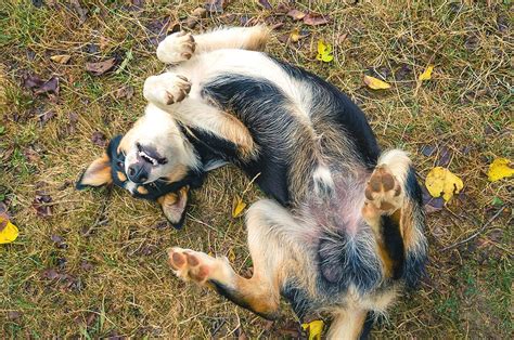 Alleviating Itchiness In Dogs A Path To Comfort And Relief Tigard Life