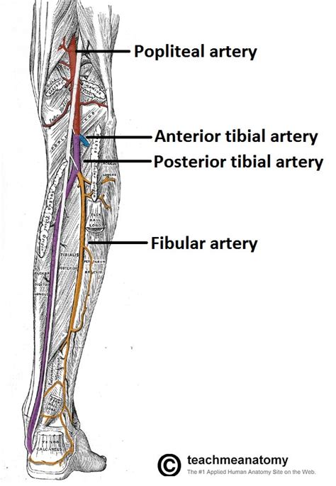 The Acutely Painful Limb Vascular Emergency
