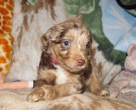 From our home to yours. Mini F1 Aussiedoodle Puppies for Sale- Aussiedoodle and ...