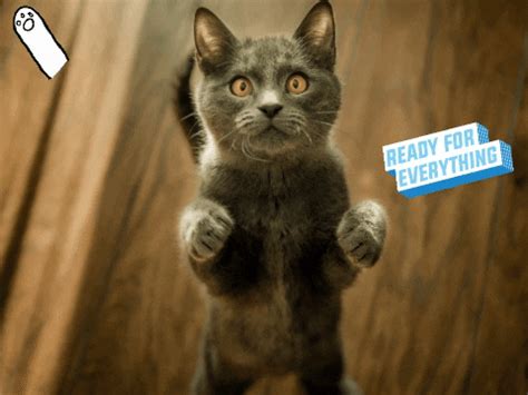 Crazy Animals GIFs - Find & Share on GIPHY