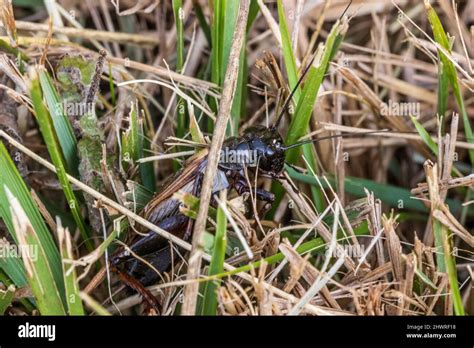 Gryllus Bimaculatus Mediterranean Field Cricket In Long Grass Stock