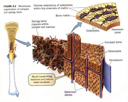 Microscopic Structure Of Compact Bone - cloudshareinfo