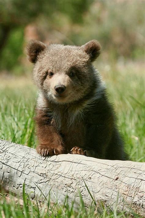 Devious Bear Baby Animals Pictures Bear Pictures Cute Wild Animals