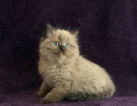 Ragdoll Cat Breeder Roanoke Virginia