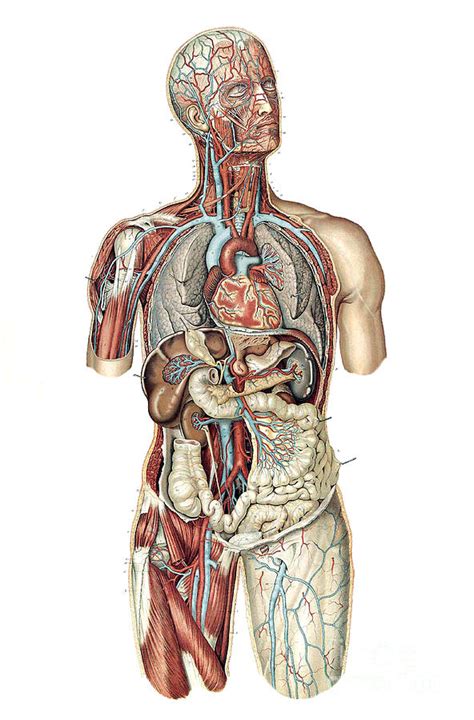 Anatomie Du Corps Humain Laskowski Photograph By Science Source Fine Art America