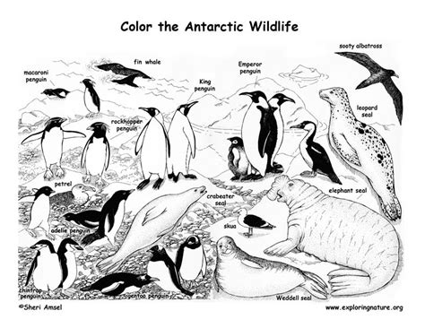 Antarctica Coloring Page
