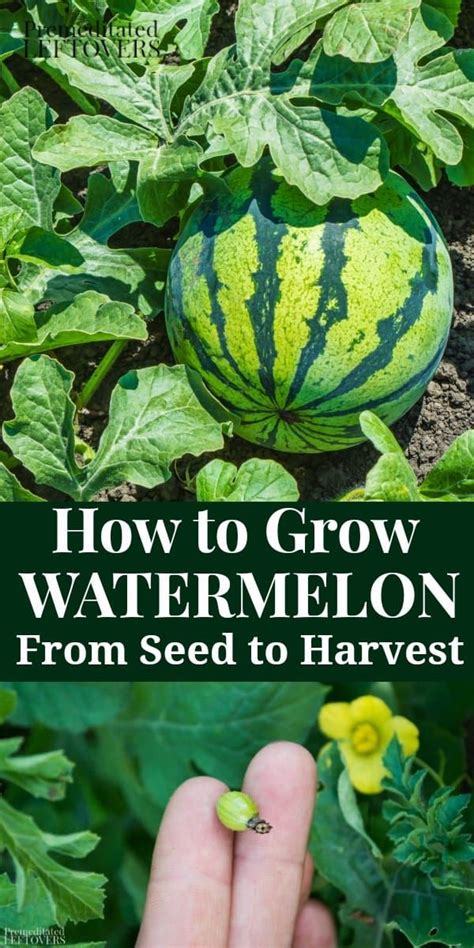 How To Grow Watermelon From Seed To Harvest