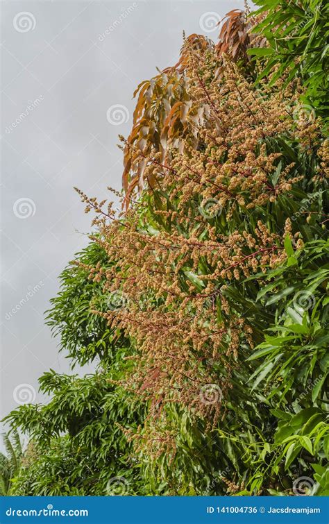 Long Stems Of Mango Blossoms Stock Photo Image Of Blooms Clouds