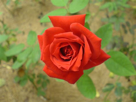 ملفred Rose 00090 ويكيبيديا، الموسوعة الحرة