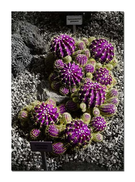 The name already implies that this cactus looks like the snake hair of medusa. Cacti looks like they should be underwater | Cactus plants ...