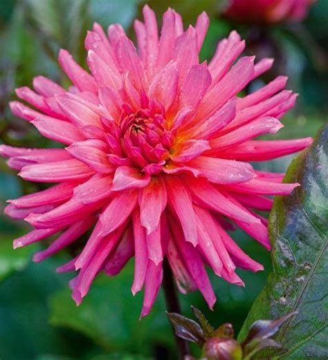 Dahlia flower bloom blossom garden red composites nature dahlia garden. Is the perfect coral-pink with spiky cactus flowers with ...