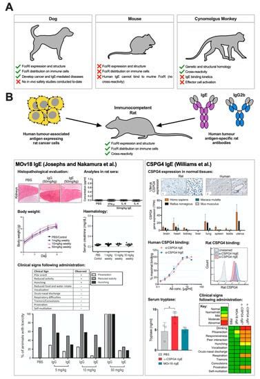 Antibodies Free Full Text Ige Antibodies Against Cancer Efficacy